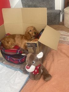 Gweni in her cardboard makeshift bed