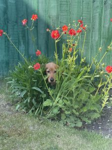 cocker spaniel to buy hiding in the flowers