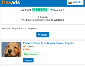 Freeads message to breeder about golden cocker spaniel