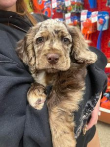 cocker spaniel rescue