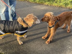 Golden-Show-Cocker-Spaniel-meets-Nova-Scotian-Duck-Retriever