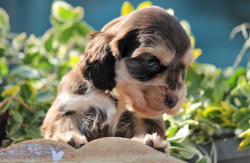 Chocolate Sable Cocker Spaniel: Buyers Guide 2024 - Cocker Spaniel Journal