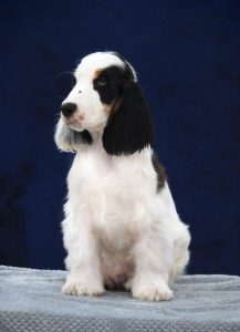 Do Cocker Spaniels Shed?