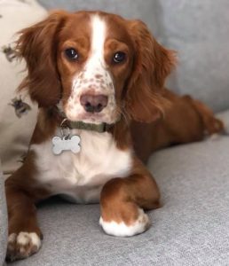 fox-red-and-white-cocker-spaniel