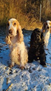 lemon-roan-and-a-solid-black-cocker-spaniel-during-winter.