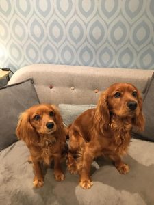 red-cocker-spaniel-girl-and-boy